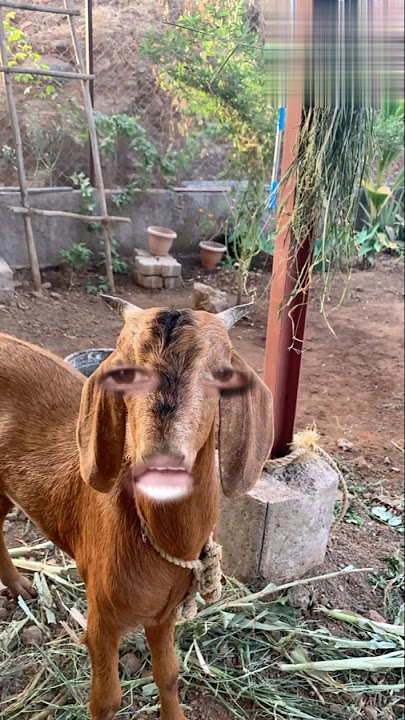 Download lagu Bakri pudi le aao re #bakri #animals #cortoon #comedy #animals #sound #bakr #video #shorts#pudi