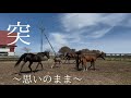 【第3グループ】 スパークオブライフ親子が1年越しの放牧地へ‼️‼️加わって、賑やかになりそうな予感☘️☘️