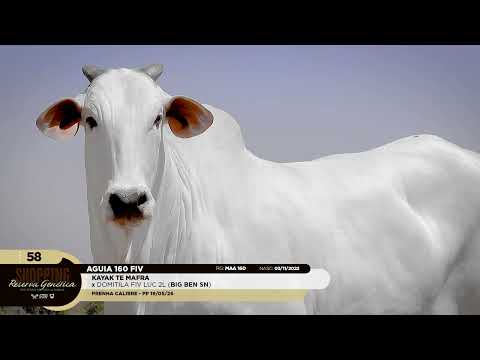 LOTE 58   AGUIA 160 FIV   MAA 160 zap 1