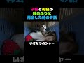 子猫と母猫が数日ぶりに再会した時のお話　#保護猫 #子猫 #animalrescue