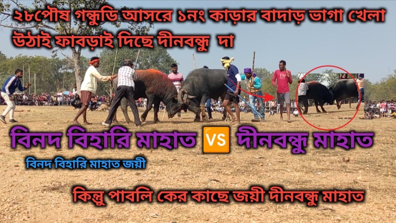 ২৮পৌষ গন্ধুডি আসরে ১নং কাড়ার বাদাড় ভাগা খেলা উঠাই ফাবড়াই দিছে দীনবন্ধু  দা  