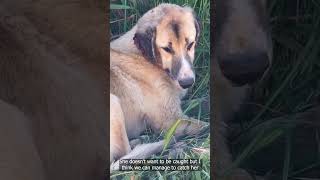 Dog Found Shot By Hunters And Left Starving In The Fields