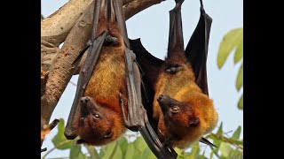 Fruit Bats in the City - Baheerathan  Murugavel by SassePhoto 564 views 1 year ago 47 minutes