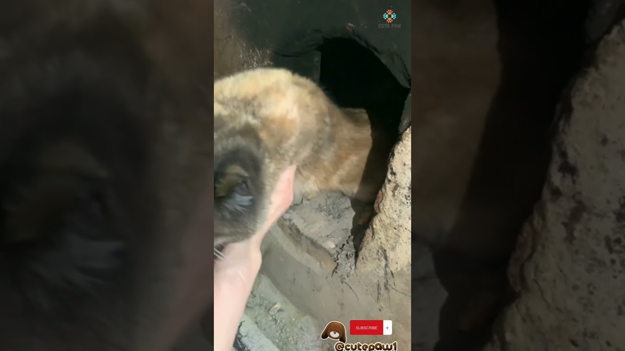 cat hiding in a dirty place 