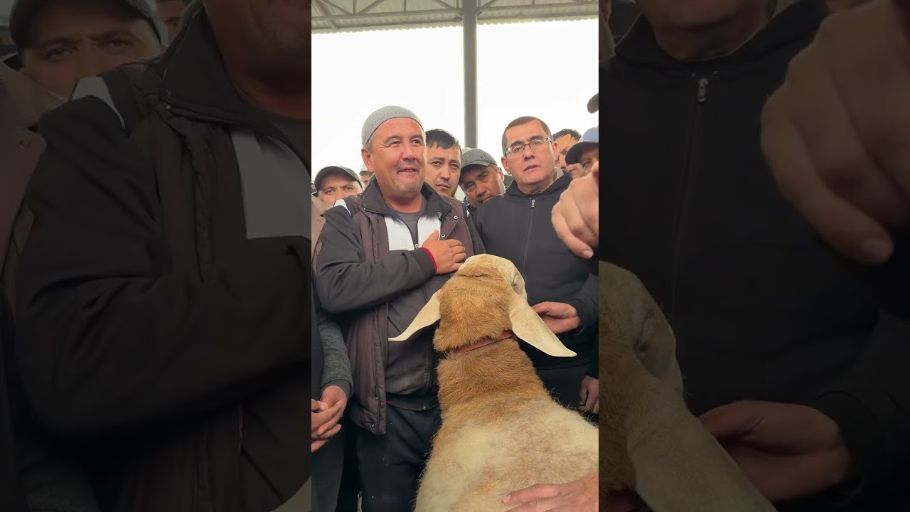 Арашан қўйлар 5000$ 7000$ нарлари