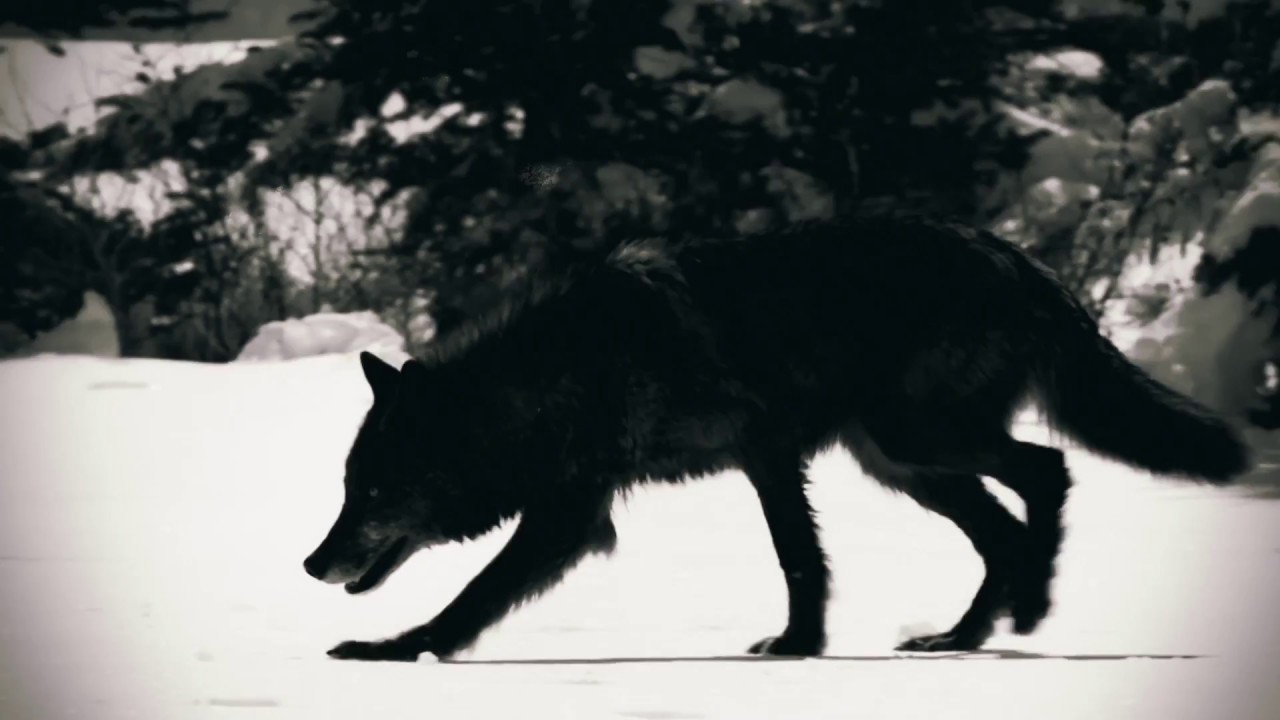 Watch C-LEKKTOR - Animals (Official Music Video) on YouTube Watch C-LEKKTOR - Animals (Official Music Video) on YouTube