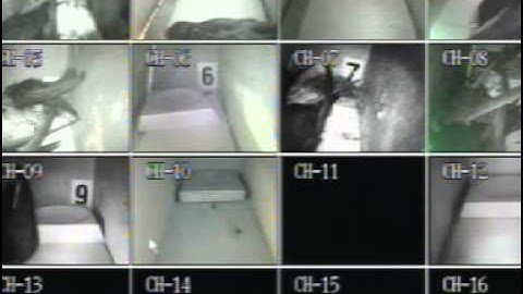 swifts 2014 - the cameras in the gable nest boxes