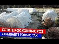 Хотите роскошных роз - укрывайте только так!