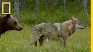 クマの食卓に現れたオオカミ | ナショジオ