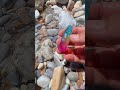 Unveiling the Secrets of the Ocean's Hidden Gems