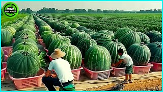 The Most Modern Agriculture Machines That Are At Another Level,How To Harvest Watermelons In Farm▶16