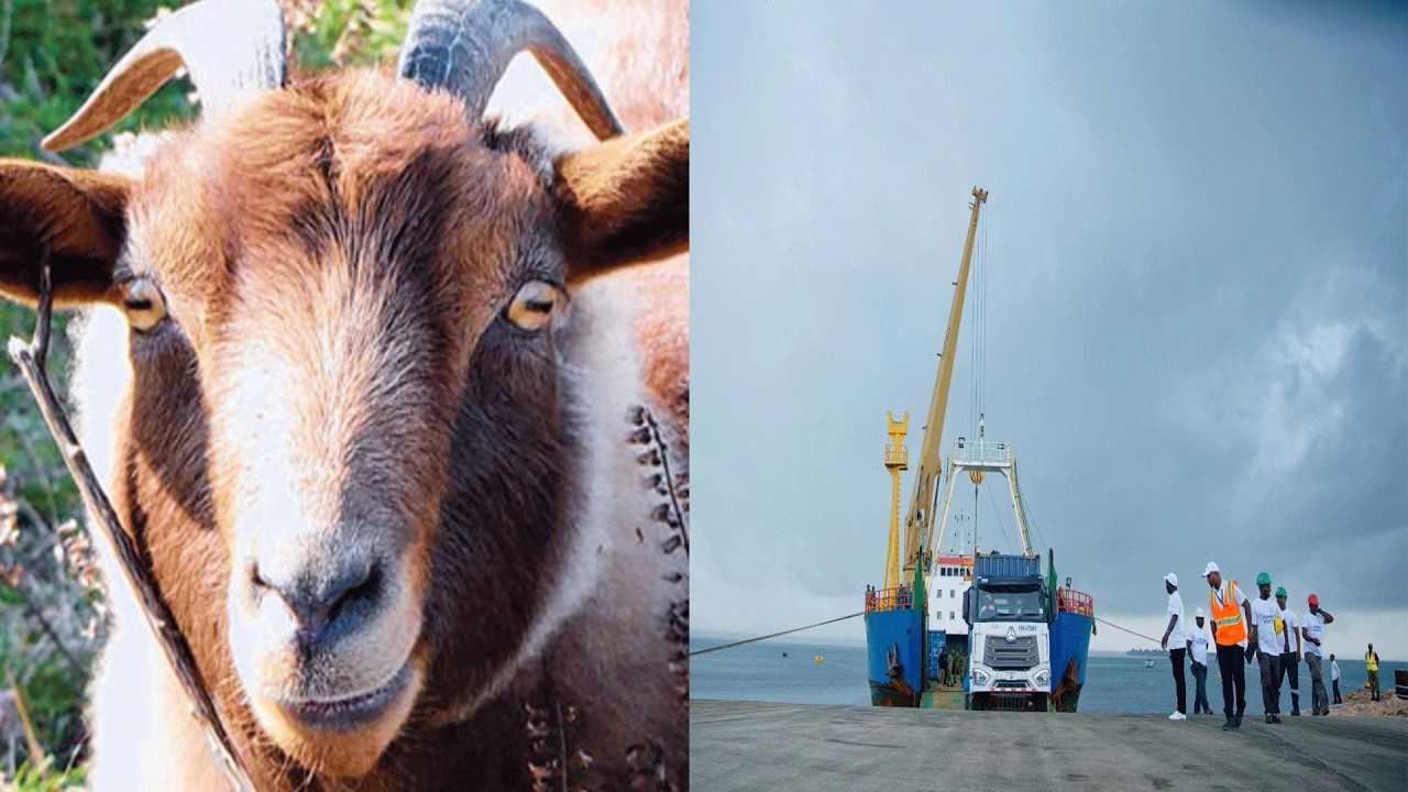 BANDARI YA WANYAMA KUJENGWA KISAKASAKA