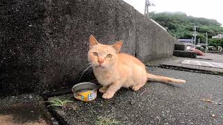 YouTubeに上げる程でもない短い野良猫動画まとめて一挙配信