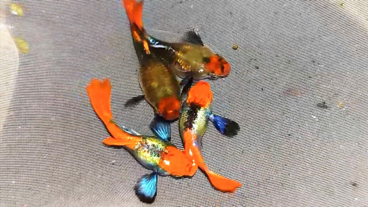 Cá Bảy Màu Giá Rẻ tháng 9 | tặng cá bảy màu NVN Guppy 