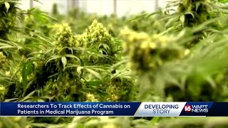 Cannabis Partnership