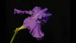 Time-lapse of Iris Blooming