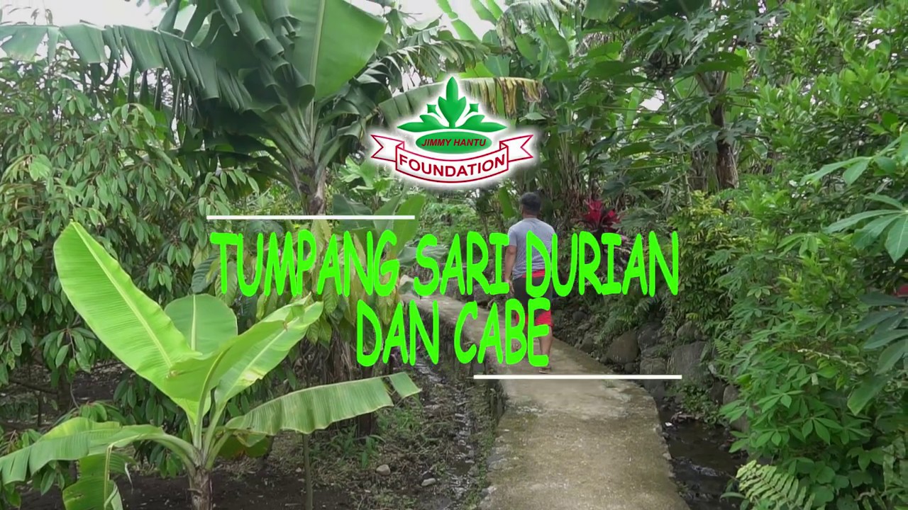 98 Koleksi Hantu Di Pohon Durian Gratis