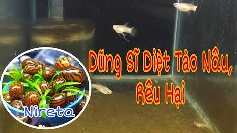 Diệt Tảo Nâu, Rêu Hại Cho Hồ Cá Cảnh || Sơn Guppy Store