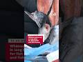 Whānau queue up in lines for fish heads and frames | Te Ao Māori News