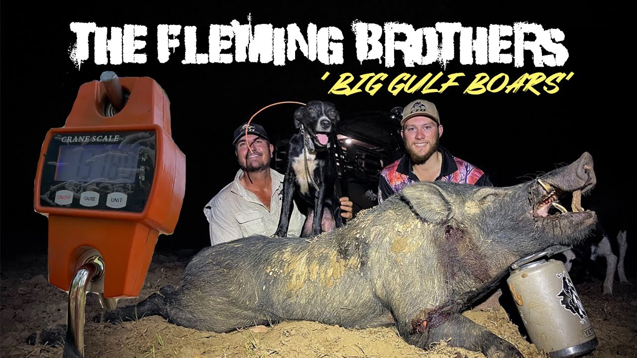 BIG BOARS 138KG BOAR CAUGHT WITH DOGS YouTube