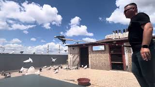 Kaçak Güverci̇n Yakalama İyi̇ Seyi̇rler Sevgi̇li̇ Dostlar Özleyenler İçi̇n