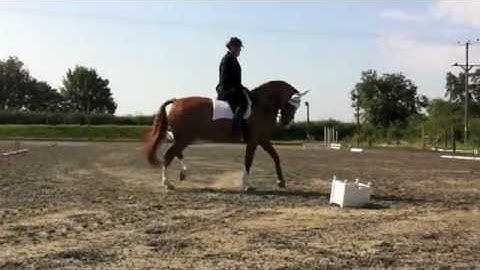 Dressage Test (Intro B)
