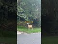🫨 Oh Deer! 🫨2