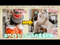 ホワイトシェパードのBJが仔犬から成犬になるまでの成長記録①