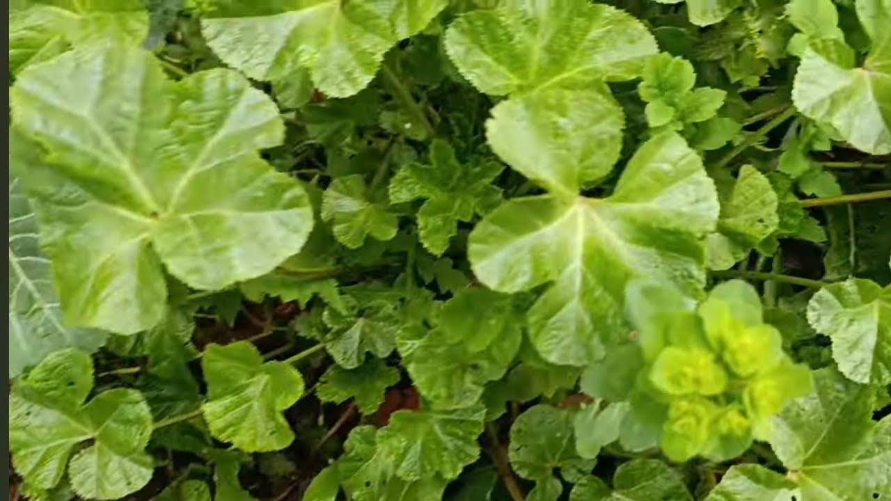 BİR SÜRÜ OT TOPLADIM ÇOBAN ÇANTASI ORMAN TERESİ GELİNCİK EBE GÜMECİ 4CESİT OT #şifaliotler#keşfet