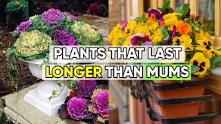 7 Gorgeous Fall Container Plants That Outshine Mums Every Time