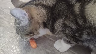 Jojo Eats a Carrot