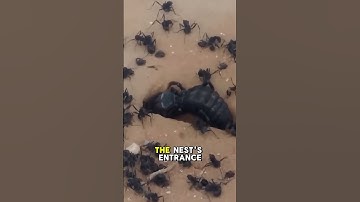 Ant Army Fights to the Last Against Giant Spider#shorts #animals #wildlife #fyp