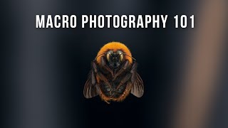 Bumble Bee Macro Photography That Will Blow Your Mind! (2023) screenshot 5