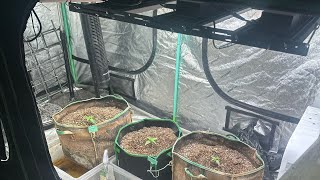 3 Weeks Update on Lemon Cherry Gelato & Banana Daddy Auto Grow | Tips & Lessons for Cannabis Growers