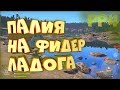 Палия на фидер. Фарм на Ладоге • Русская рыбалка 4 • Где клюет палия и сиг