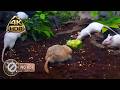CAT TV NO ADS 🐭 Forest Mice Adventure | Realistic 4K Nature Ambience for Cats - Cat Therapy