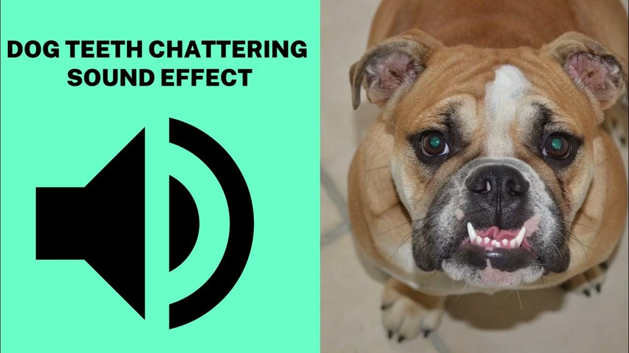 Dog Teeth Chattering Sound Effect YouTube dog-teeth-chattering-sound-effect-youtube