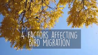Four Factors That Affect Fall Migration