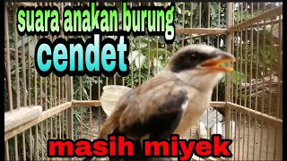 suara anakan burung cendet jantan