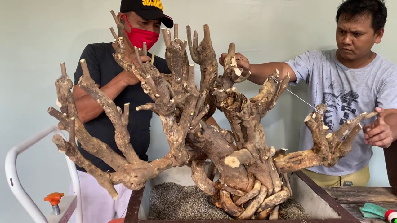 Bougainvillea Rescue