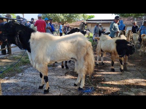 Jual Beli Kambing Pati