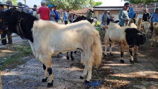 LATEST GOAT PRICE UPDATE‼️ PON NGULAKAN MARKET, PATI || THURSDAY, MARCH 12, 2026