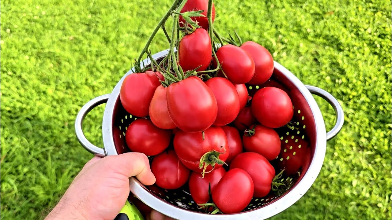 Итальянский урожайный сорт томата "Consentino sel Claudia" 🍅 Хороший вкус 👍 Дегустация