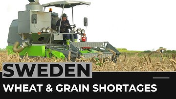 Protecting wheat by breeding more resilient crops