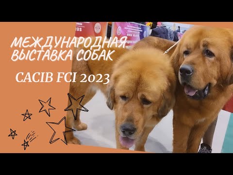 Международная выставка собак... CACIB FCI 2023 Минск