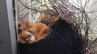 🐿️How do squirrels and birds build their nests?
