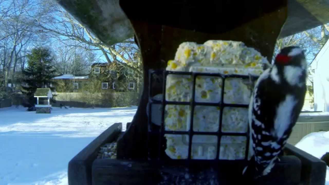 woodpecker long island YouTube