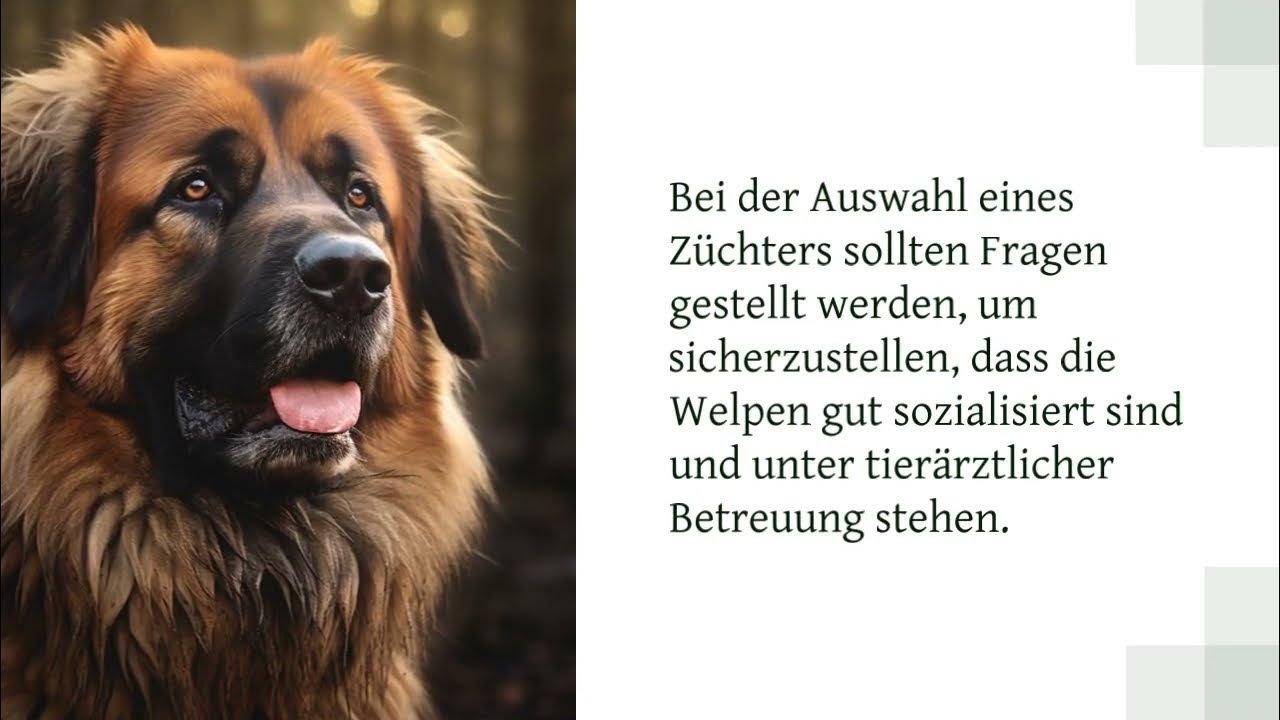 Germanischer Bärenhund Charakter, Größe, Erziehung, Lebenserwartung