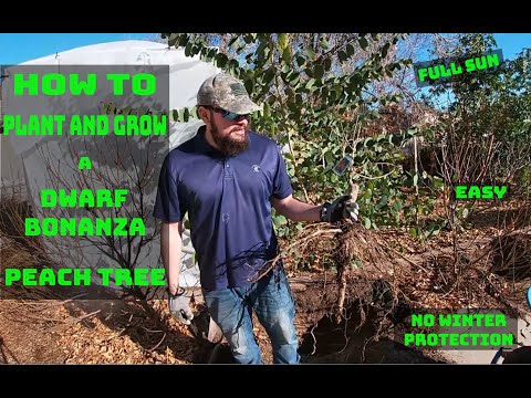 Video: Informācija par Bonanza persiku koku: kā audzēt Bonanza miniatūru persiku kokus