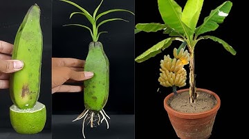 Unique Skill How to grow banana tree from banana || Trees made from bananas